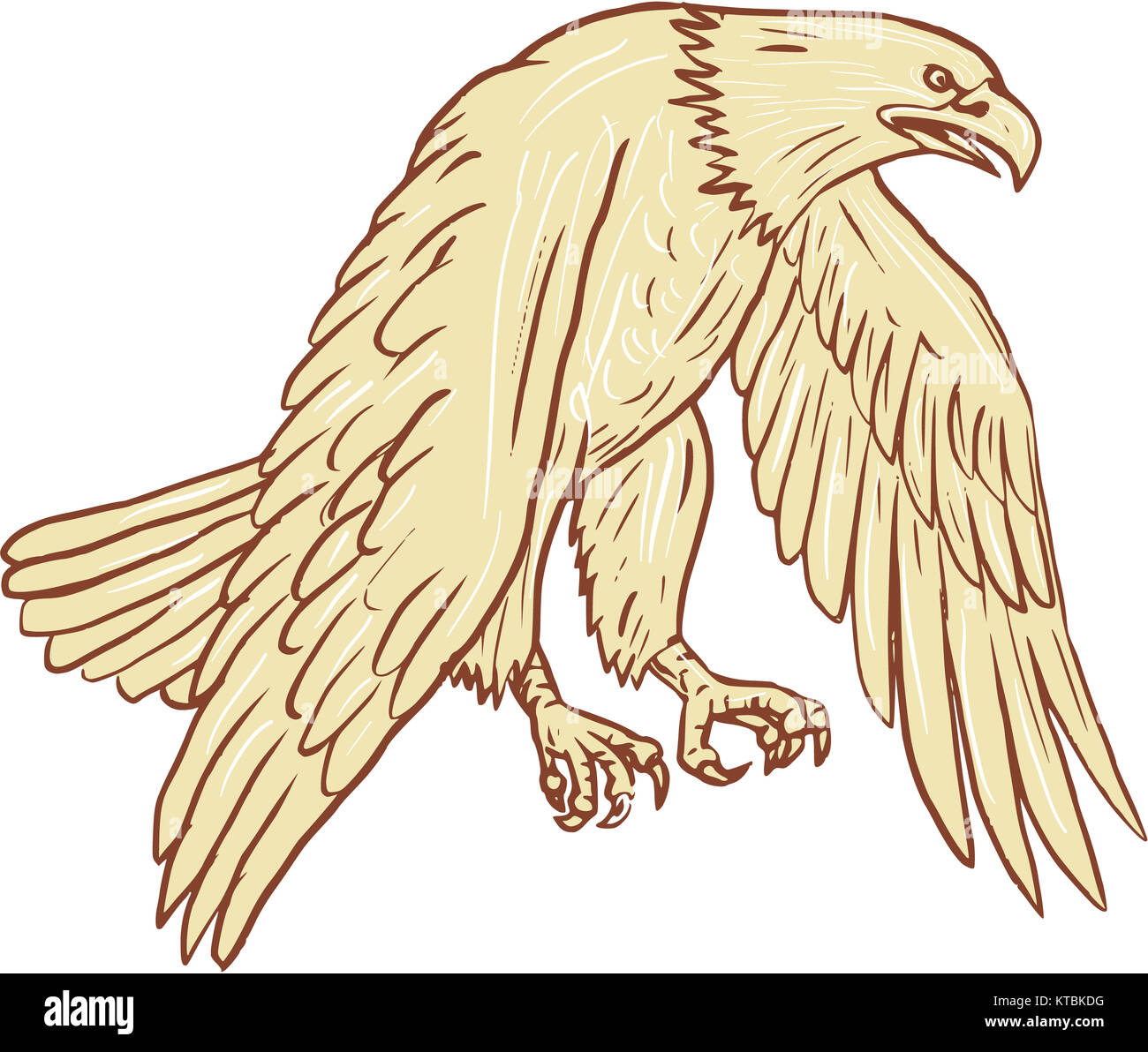 Alas de águila calva dibujo abajo Fotografía de stock Alamy