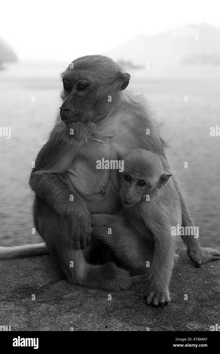 Mono y mono bebé sentado negro blanco Fotografía de stock - Alamy