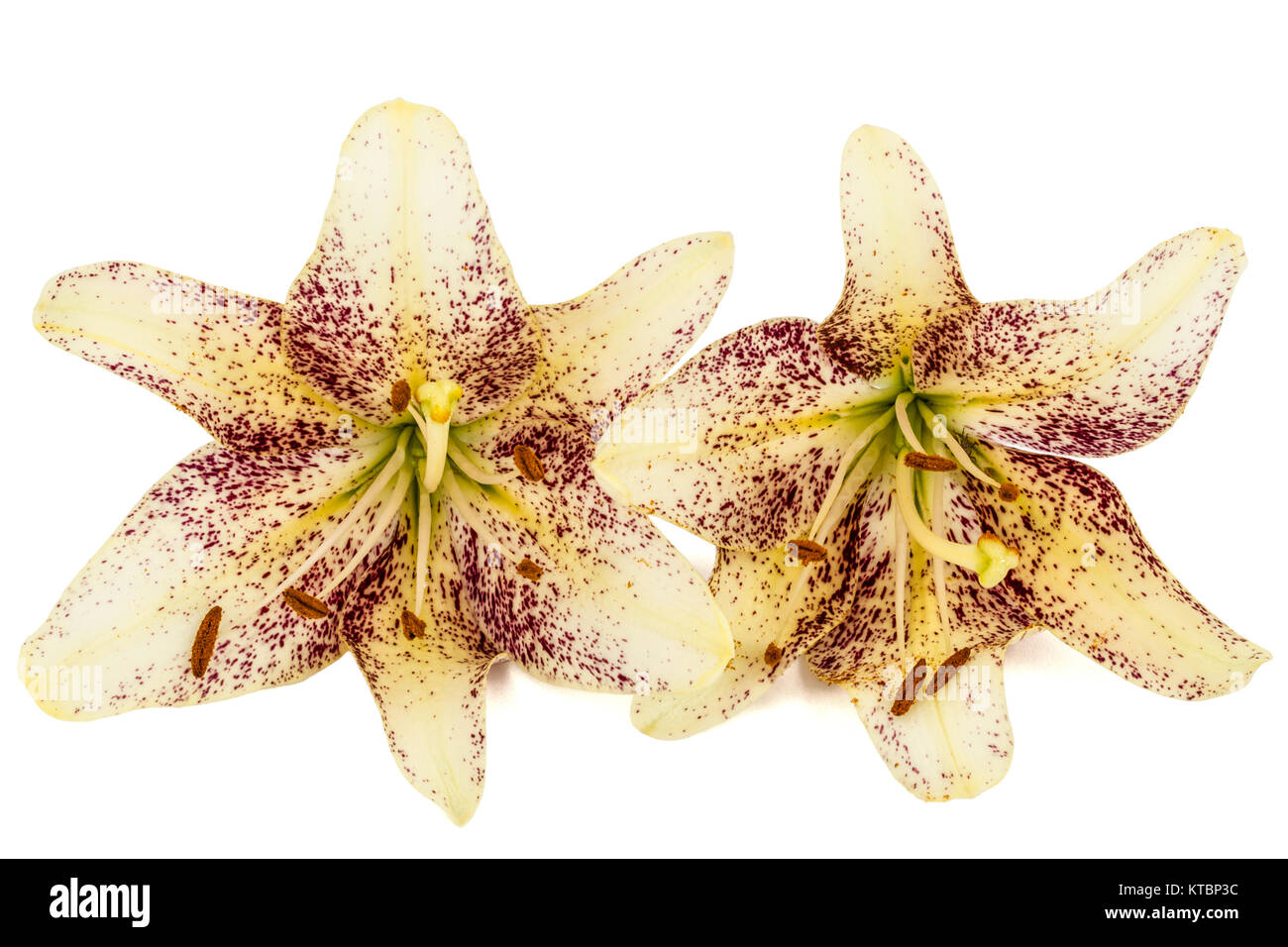 Asiatic lily fotografías e imágenes de alta resolución - Alamy