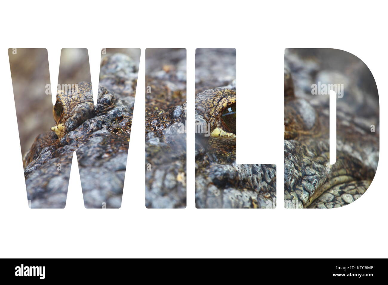 Palabra WILD sobre el cocodrilo closeup. Foto de stock