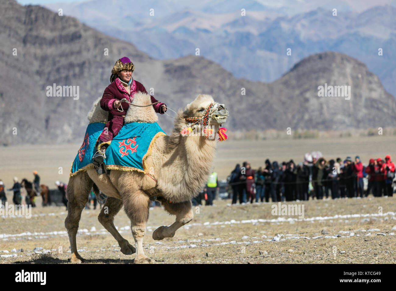 Jinete de camellos en el Festival Golden Eagle en Mongolia Foto de stock
