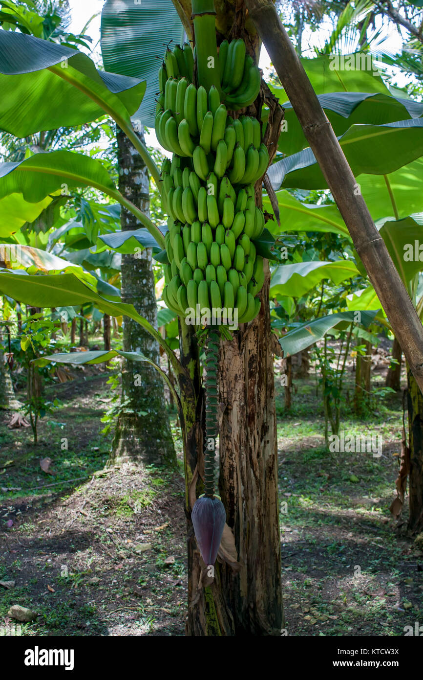 Los plátanos y bananos flores sobre el árbol en el jardín de la casa, Jamaica, Caribe, West Indies Foto de stock