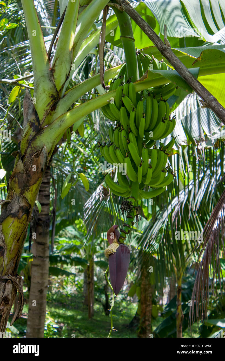 Los plátanos y bananos flores sobre el árbol en el jardín de la casa, Jamaica, Caribe, West Indies Foto de stock