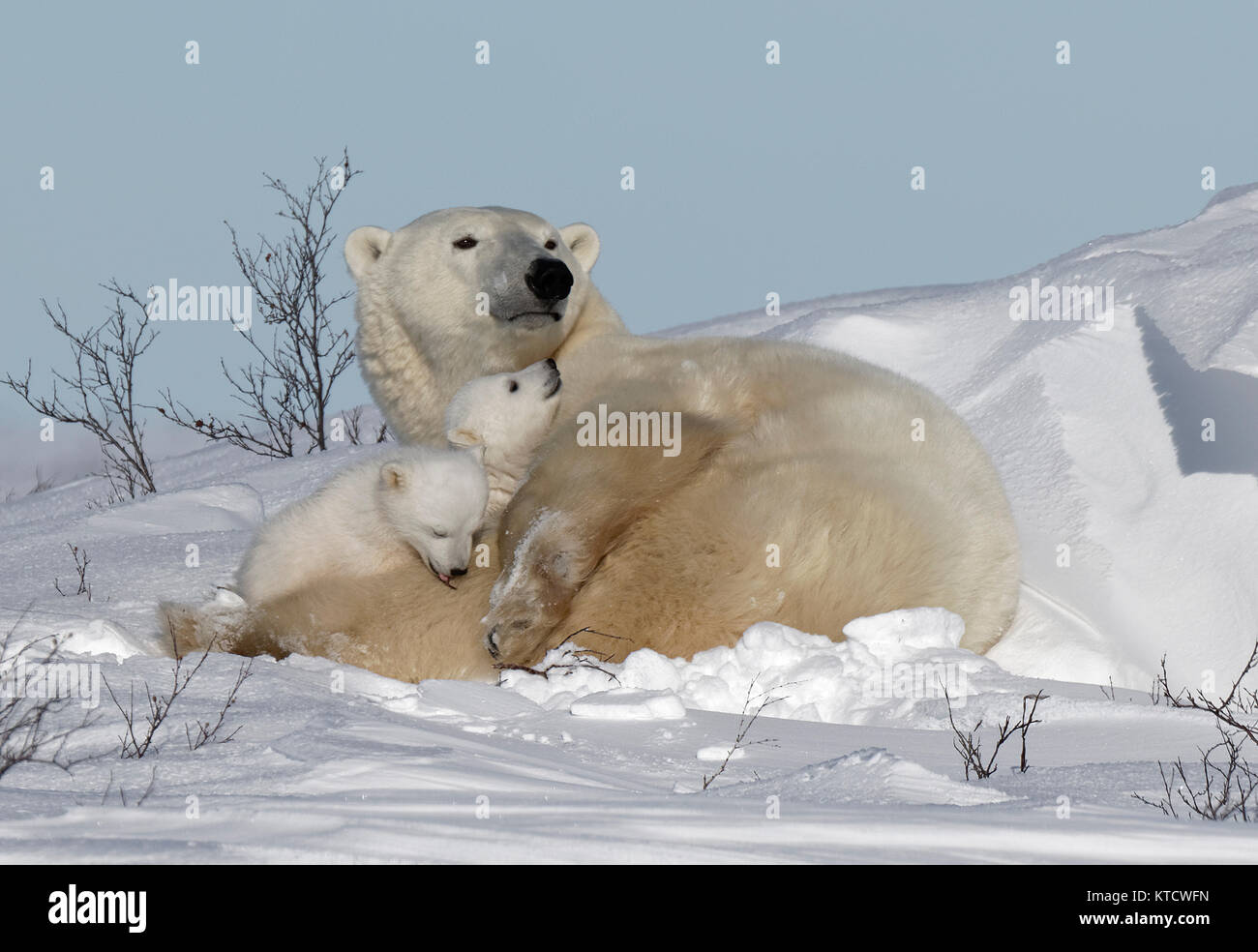 Oso Polar mimar a los bebés con mamá en la tundra en el Parque Nacional Wapusk. Foto de stock