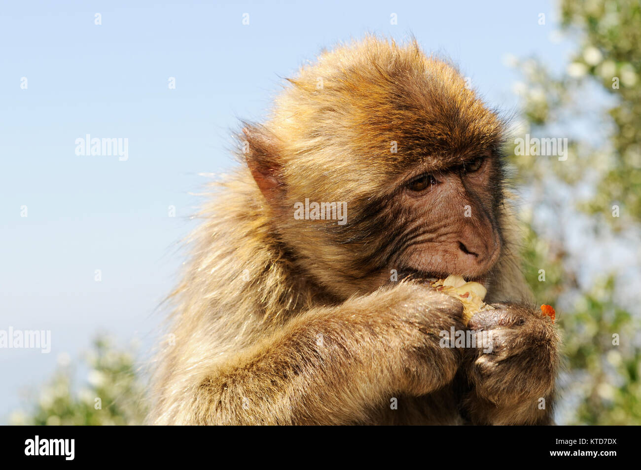 Macaco de Berbería (Macaca sylvanus) Gibraltar. Macaco de Berbería (Macaca sylvanus), también conocida como: Barbary APE APE y rock. Los macacos (Macaca sylva Foto de stock