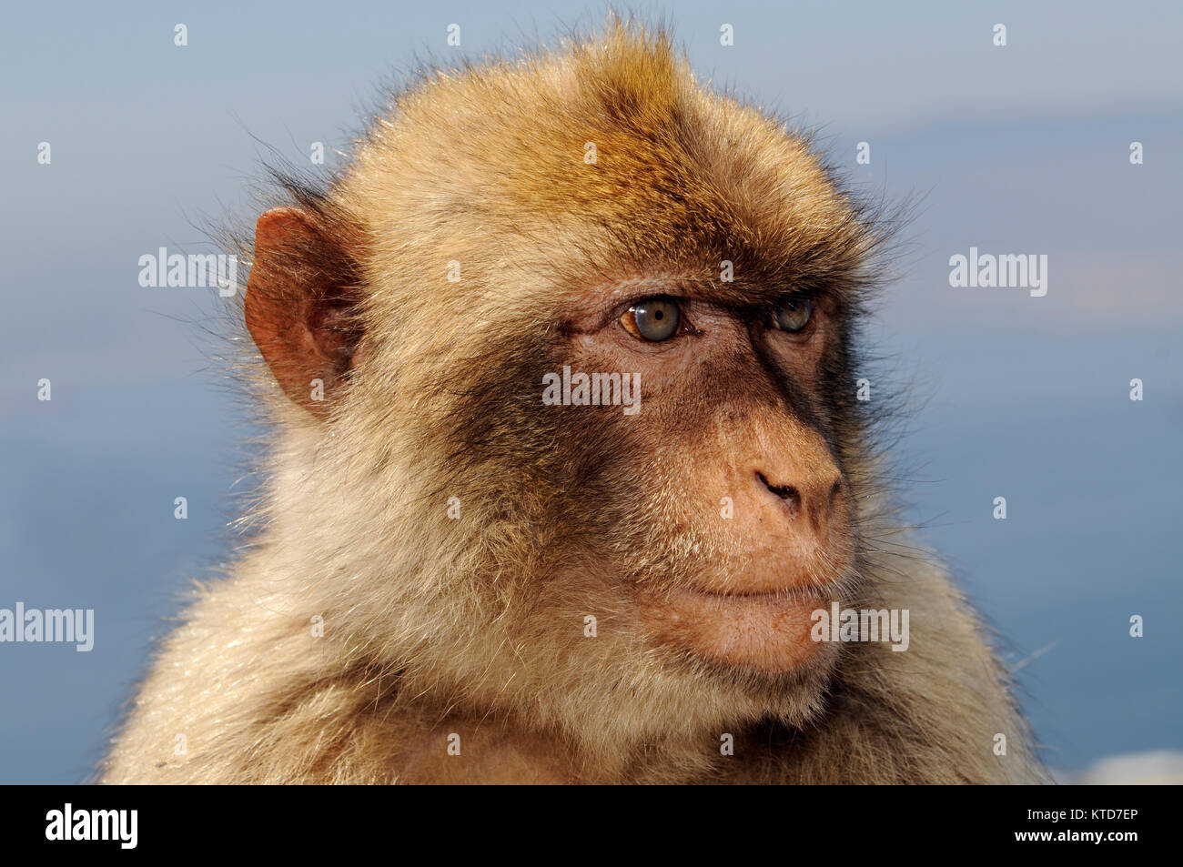 Macaco de Berbería (Macaca sylvanus) Gibraltar. Macaco de Berbería (Macaca sylvanus), también conocida como: Barbary APE APE y rock. Los macacos (Macaca sylva Foto de stock