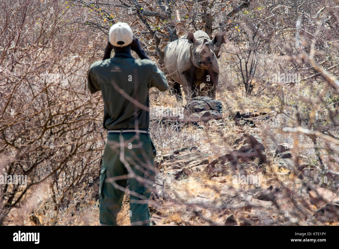 Rhino Ranger supervisión de rinocerontes negros (Diceros bicornis) en Huab bajo lonas, Damaraland, Namibia, África Foto de stock