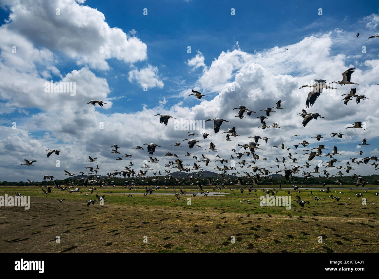 Asian Openbill Stork - Anastomus oscitans, Sri Lanka Foto de stock
