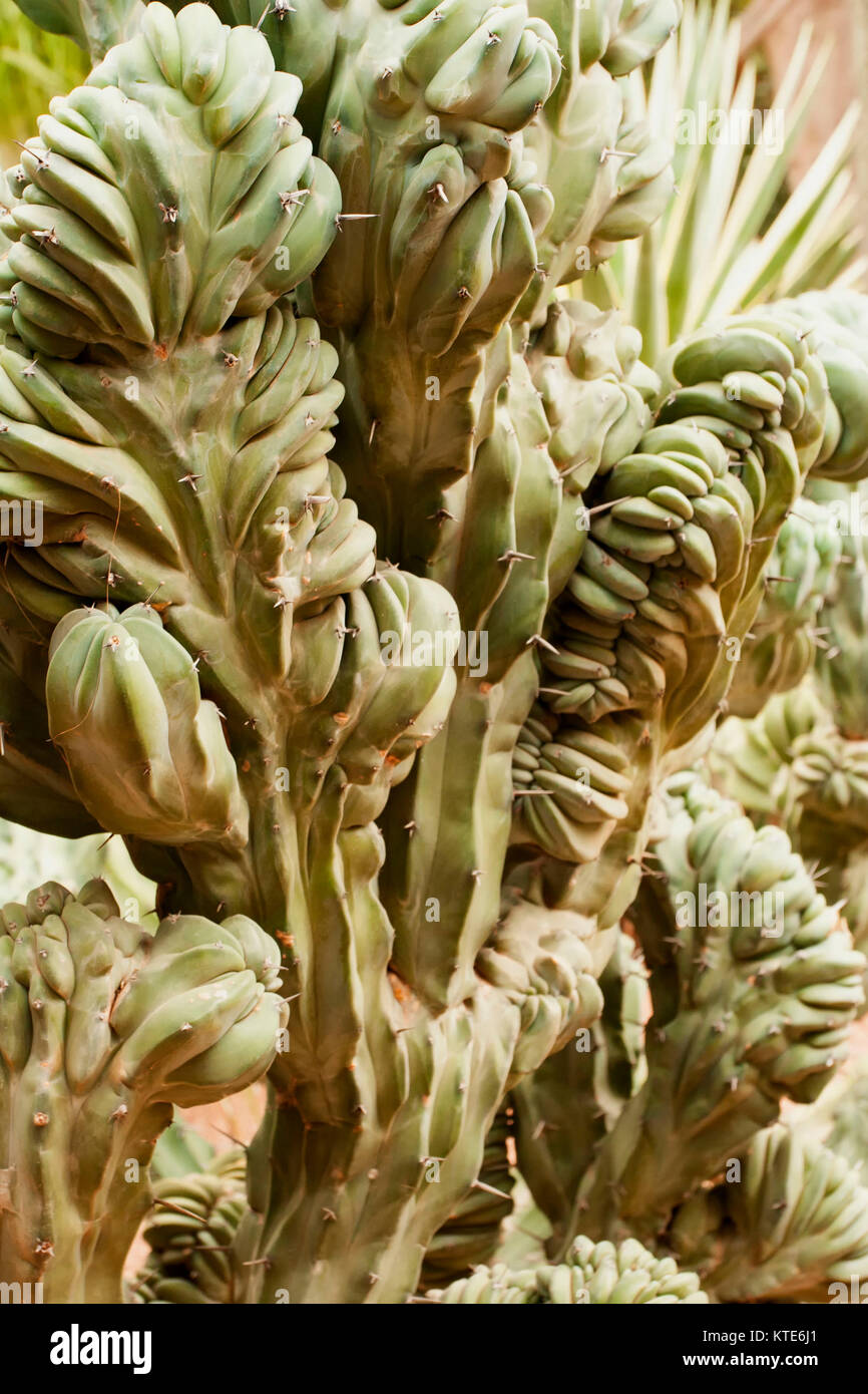 Garambullo fotografías e imágenes de alta resolución - Alamy Garambullo fotografías e imágenes de alta resolución - Alamy