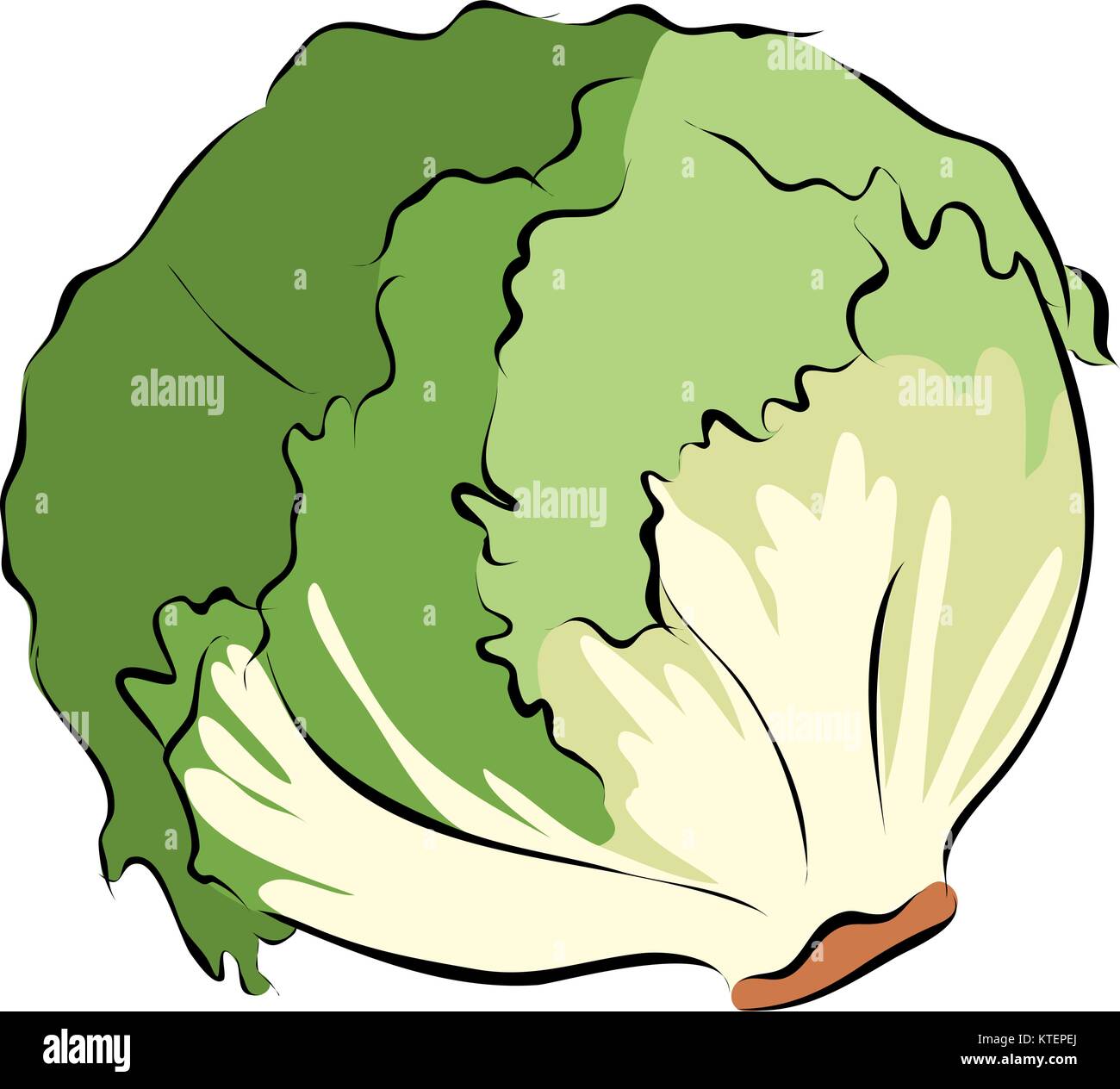 Dibujadas a mano la lechuga verde, vector Imagen Vector de