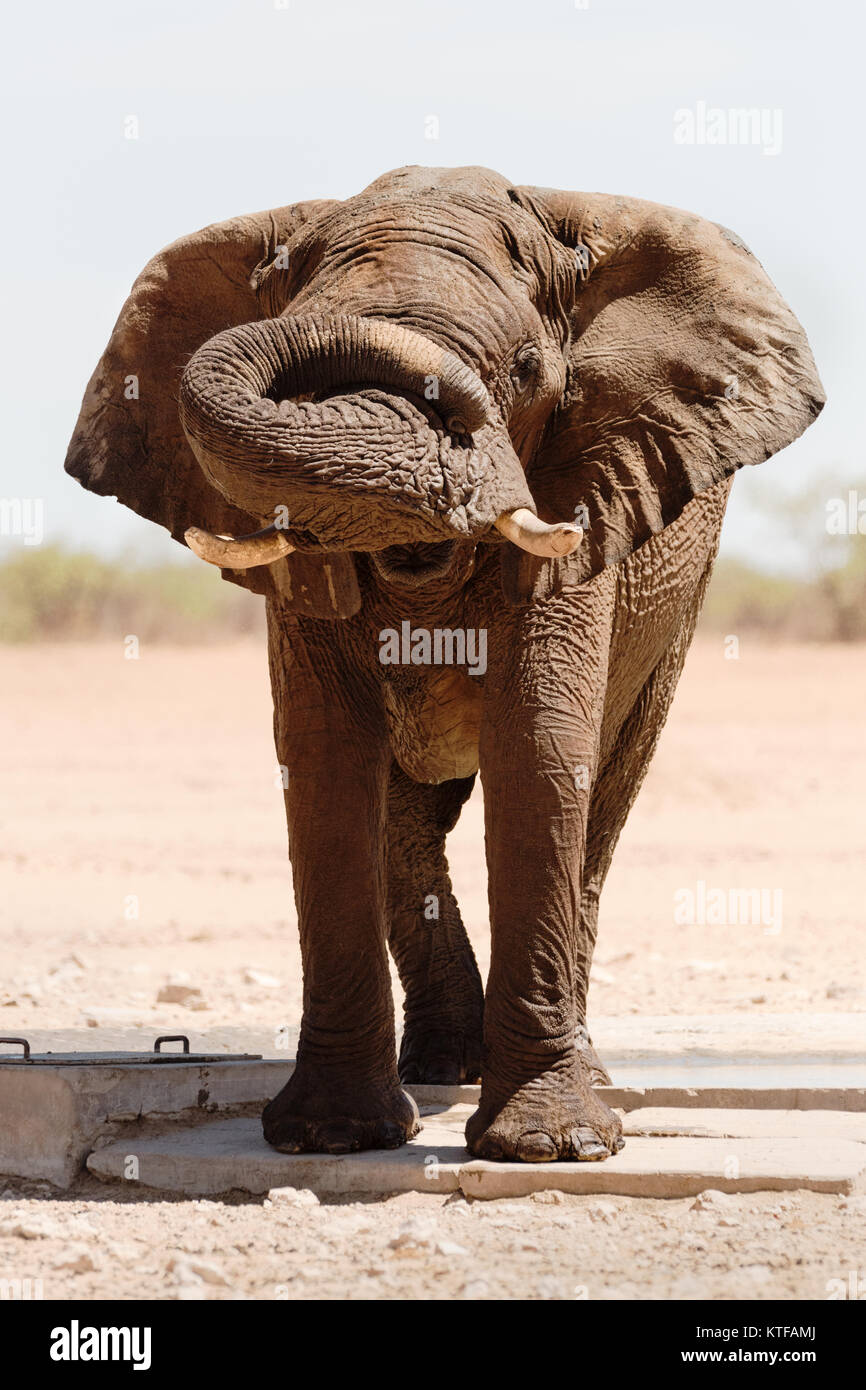Gran Toro Elefante, casi parecía tímido, cerca de un abrevadero en Etosha, en Namibia. Foto de stock