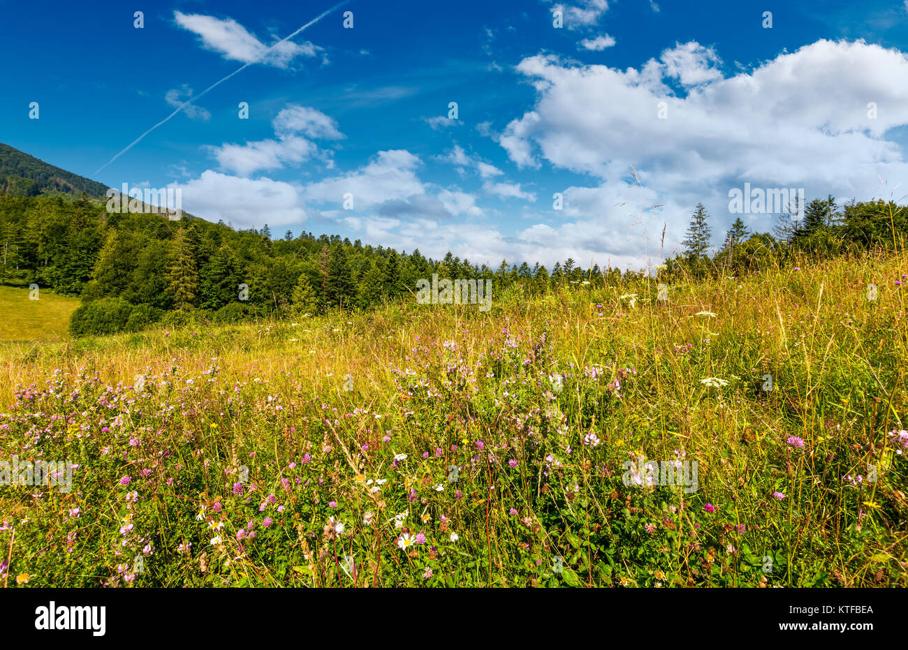 Prado herboso con hierbas silvestres cerca del bosque. hermosa naturaleza paisaje de verano en zona montañosa Foto de stock