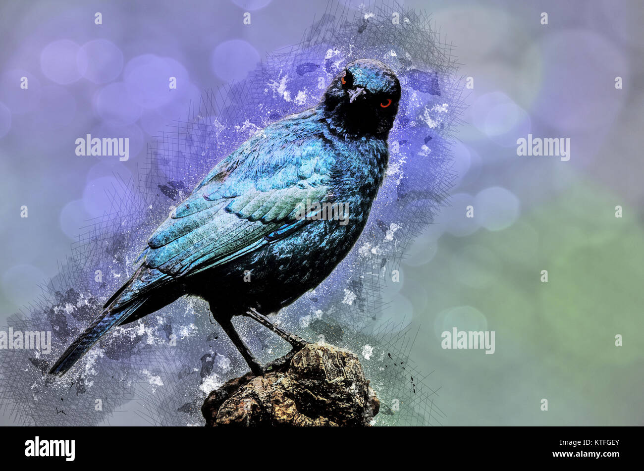 Mejoradas digitalmente la imagen de un brillante del Cabo starling (Lamprotornis nitens). Este starling se encuentra a lo largo de la mayor parte de África meridional. Como todos starling Foto de stock