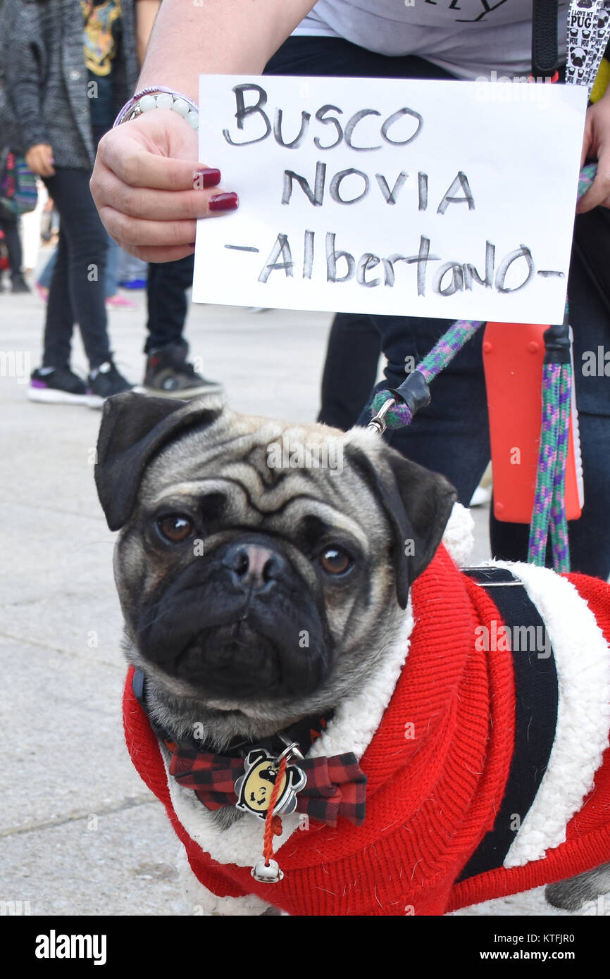 Ciudad de México, México, México. 23 dic, 2017. Un perro pug visto vestido  con traje de navidad durante el evento. Las personas se reunieron en el  Monumento a la Revolucion comienza la