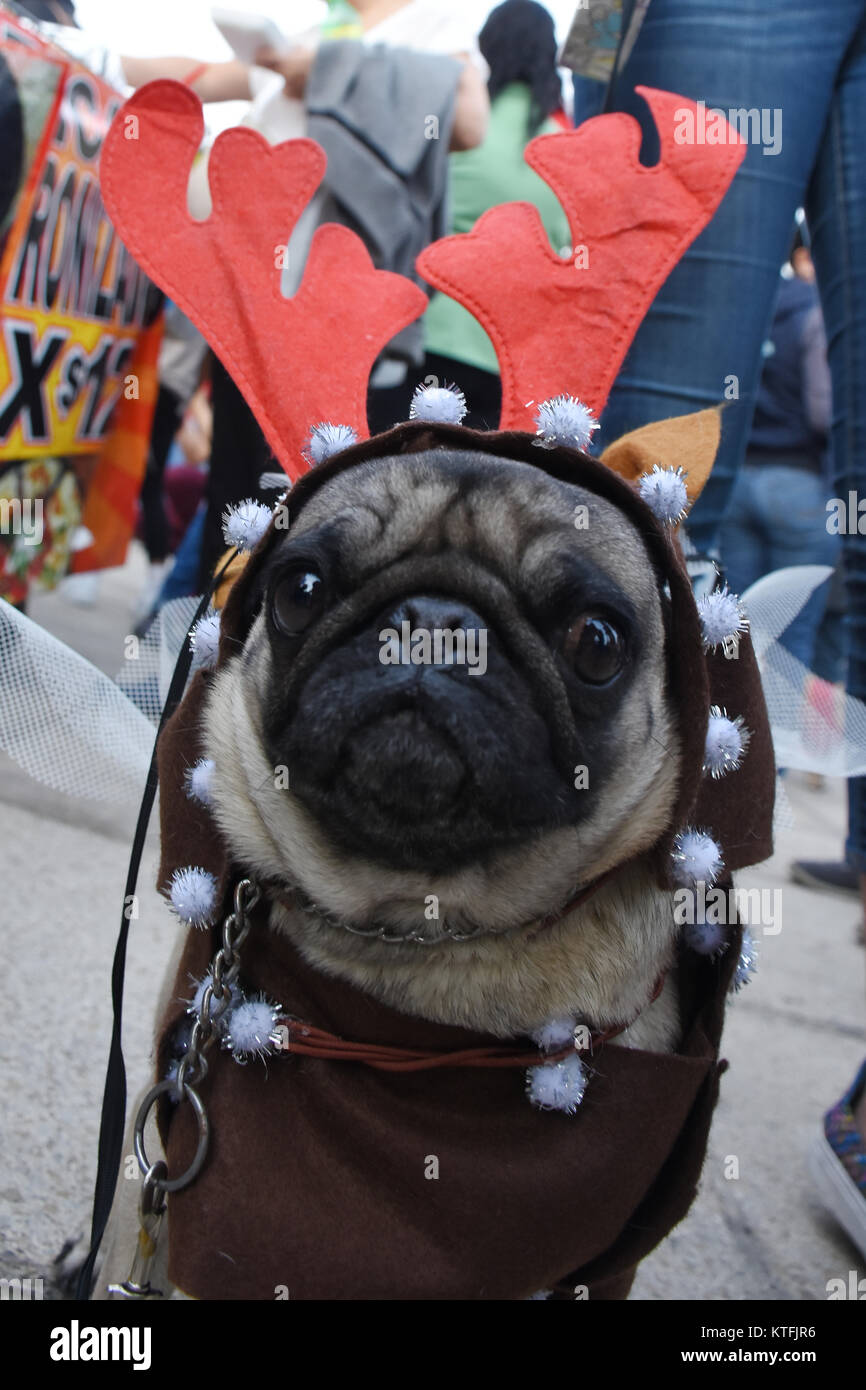 Ciudad de México, México, México. 23 dic, 2017. Un perro pug visto vestido  con traje de navidad durante el evento. Las personas se reunieron en el  Monumento a la Revolucion comienza la