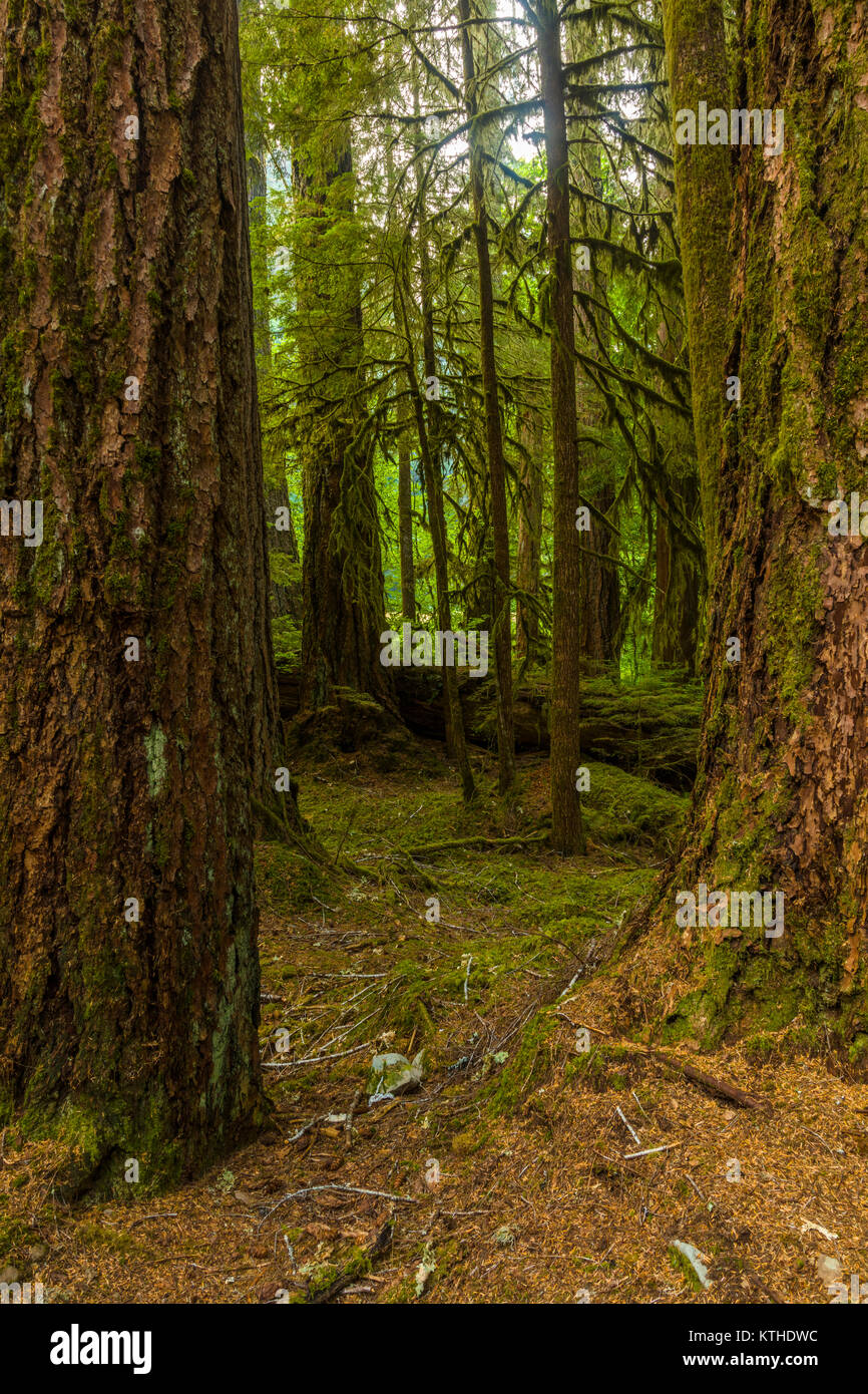 Los antiguos olivares Nature Trail aunque viejos bosques en la sección de Sol Duc el Parque Nacional Olímpico en Washington, Estados Unidos Foto de stock