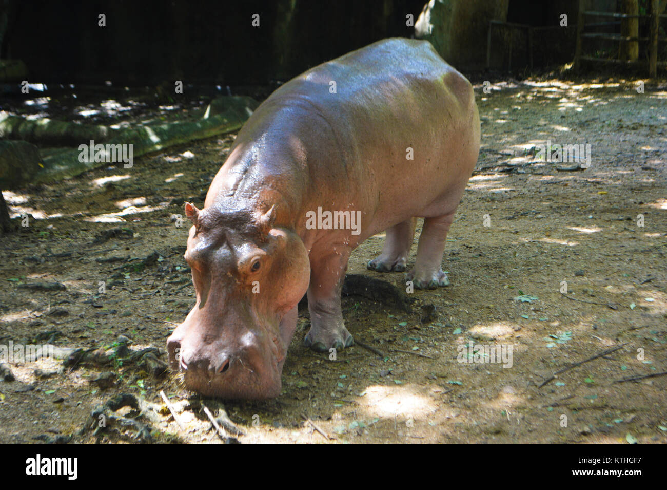 Hippo, hipopótamo, en el zoo de Chiang Mai en Tailandia, muy cerca de los visitantes! Foto de stock