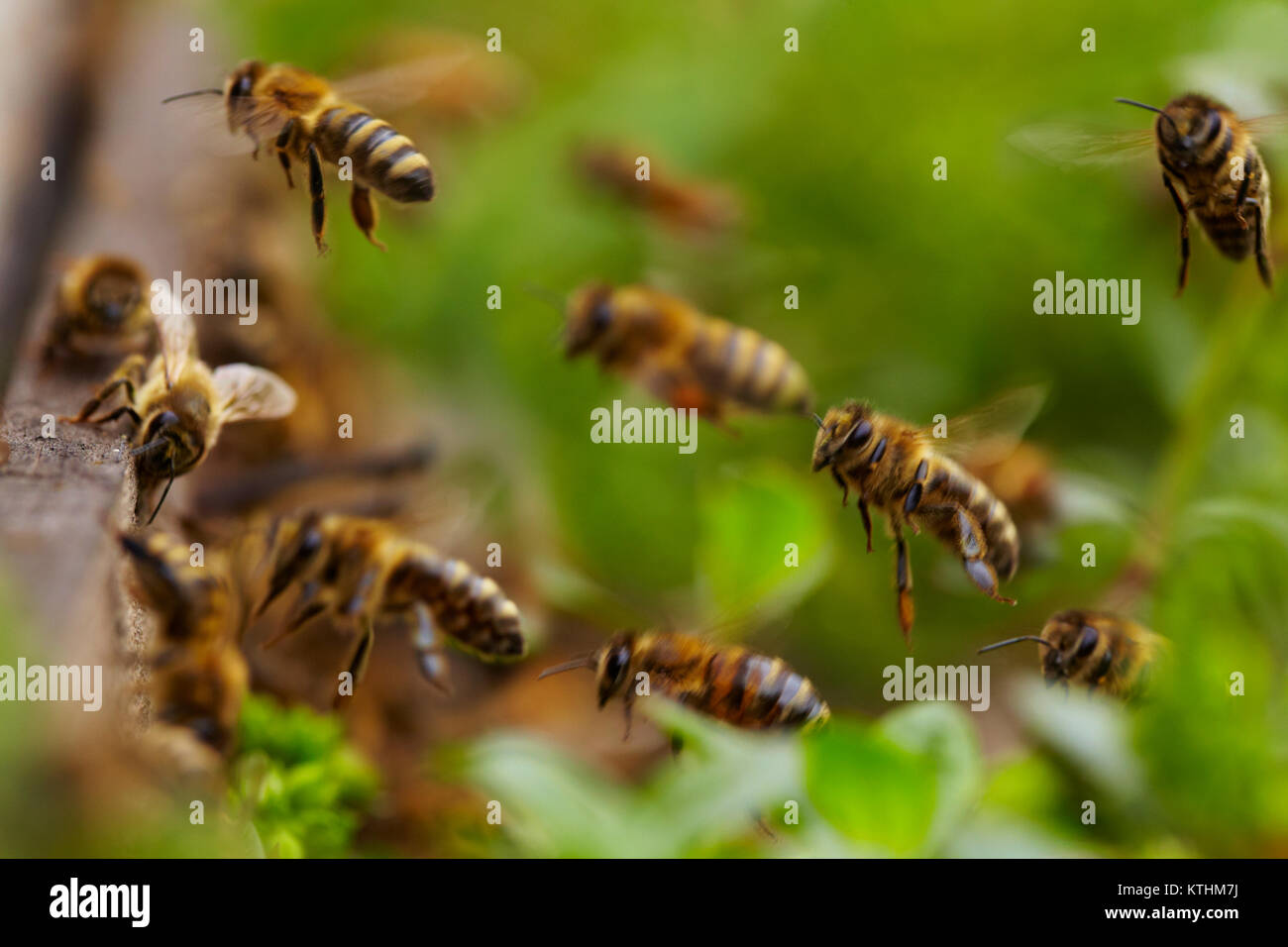 Cerca de abejas volando cerca de la colmena Foto de stock