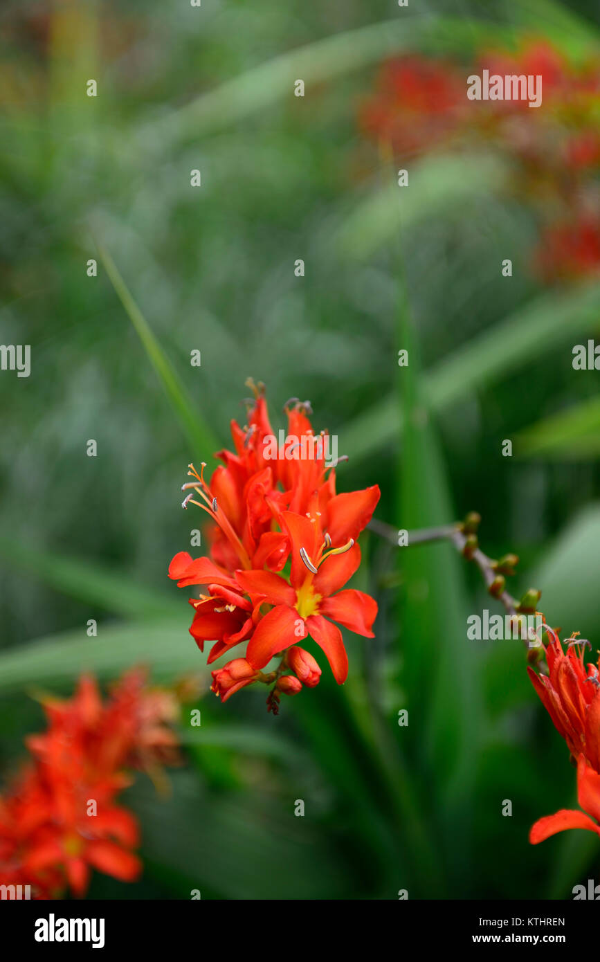 Crocosmia emberglow,rojo,naranja,flor,spike,picos,flores,la floración,cormo,perenne,bloom,blooming,montbretia,montbretias,jardín floral,RM Fotografía de stock - Alamy Crocosmia emberglow,rojo,naranja,flor,spike,picos,flores,la floración,cormo,perenne,bloom,blooming,montbretia,montbretias,jardín floral,RM Fotografía de stock - Alamy