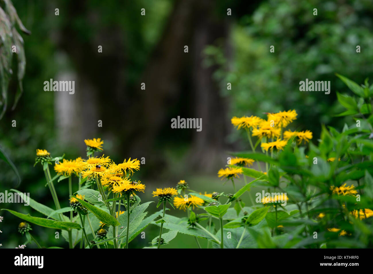 Doronicum orientale,del Leopardo Bane,amarillo,flor,flores,la floración,perenne,RM Floral Foto de stock