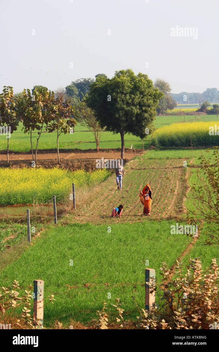 Las mujeres rurales indias trabajando en un campo en Uttar Pradesh. Un hombre está observando desde detrás de ellos. Foto de stock
