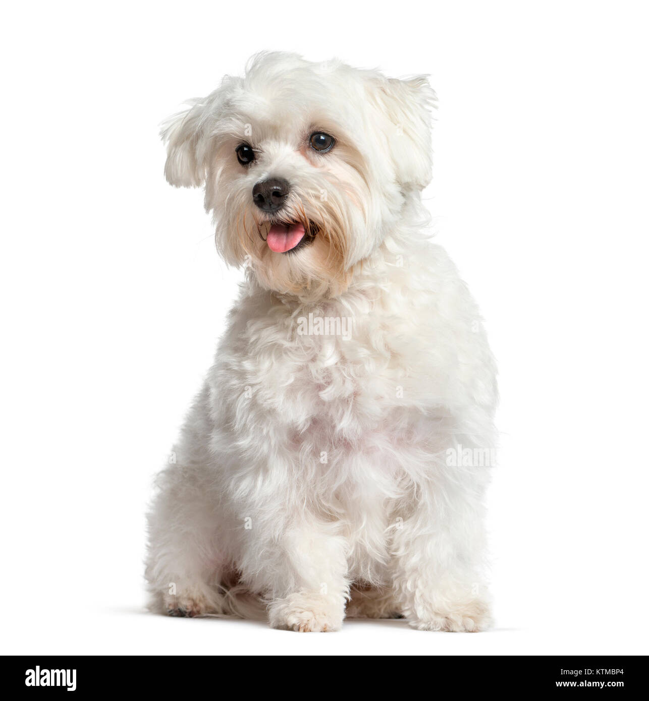 Perro maltés blanco, jadeando y sentarse, aislado en blanco Foto de stock