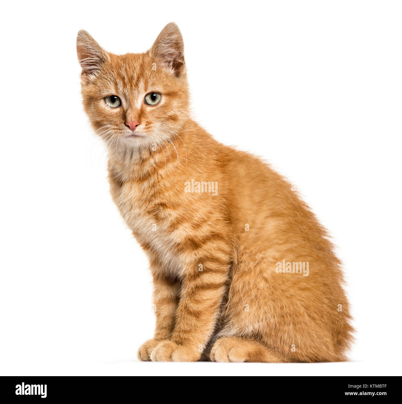 Ginger cat, sentado mirando a la cámara, aislado en blanco Foto de stock