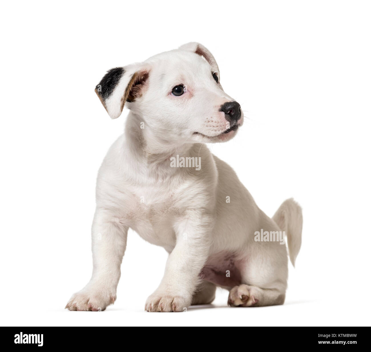 Cachorro 8 meses Imágenes recortadas de stock - Alamy
