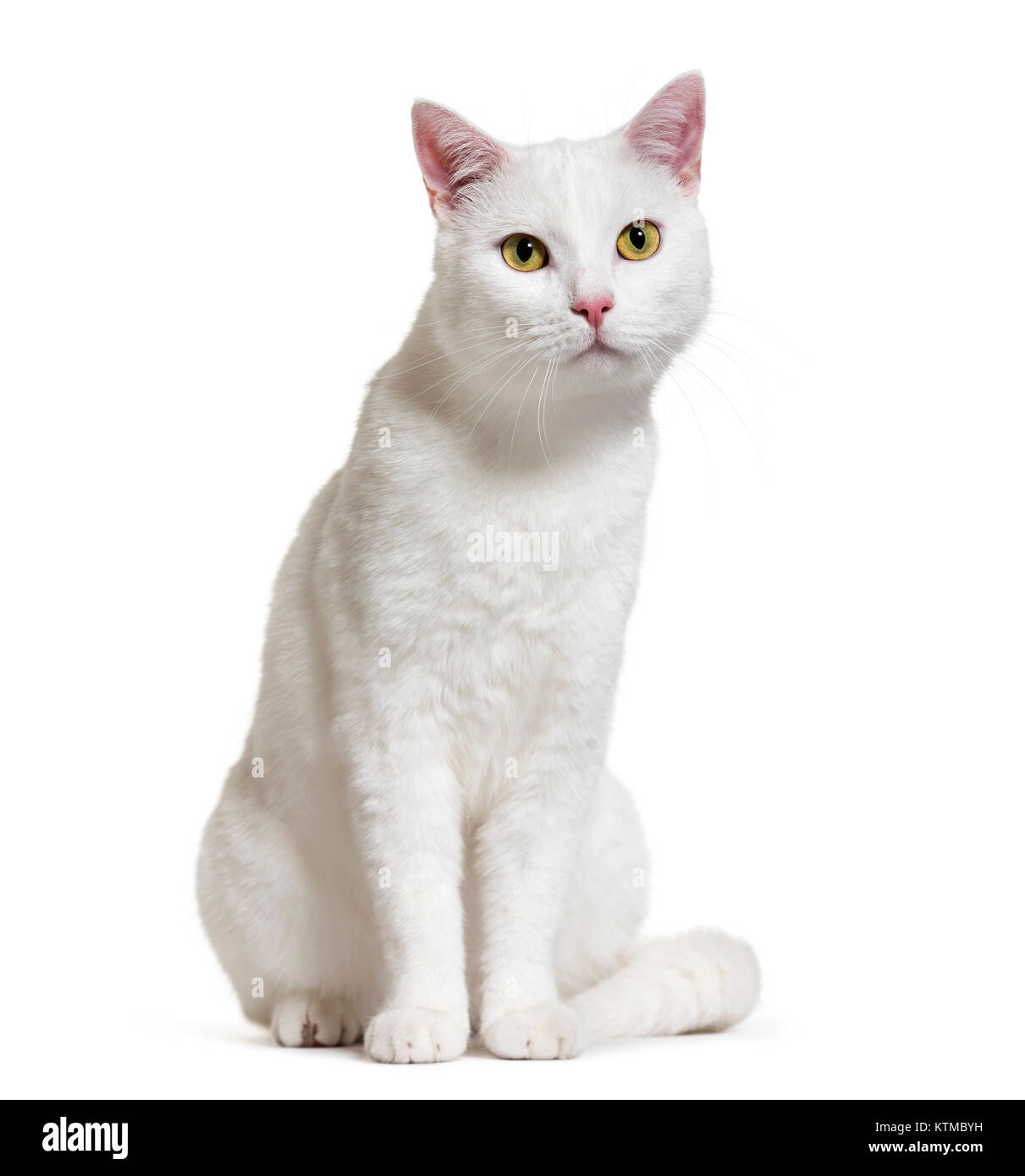 Blanco de raza mixta cat (2 años), aislado en blanco Foto de stock