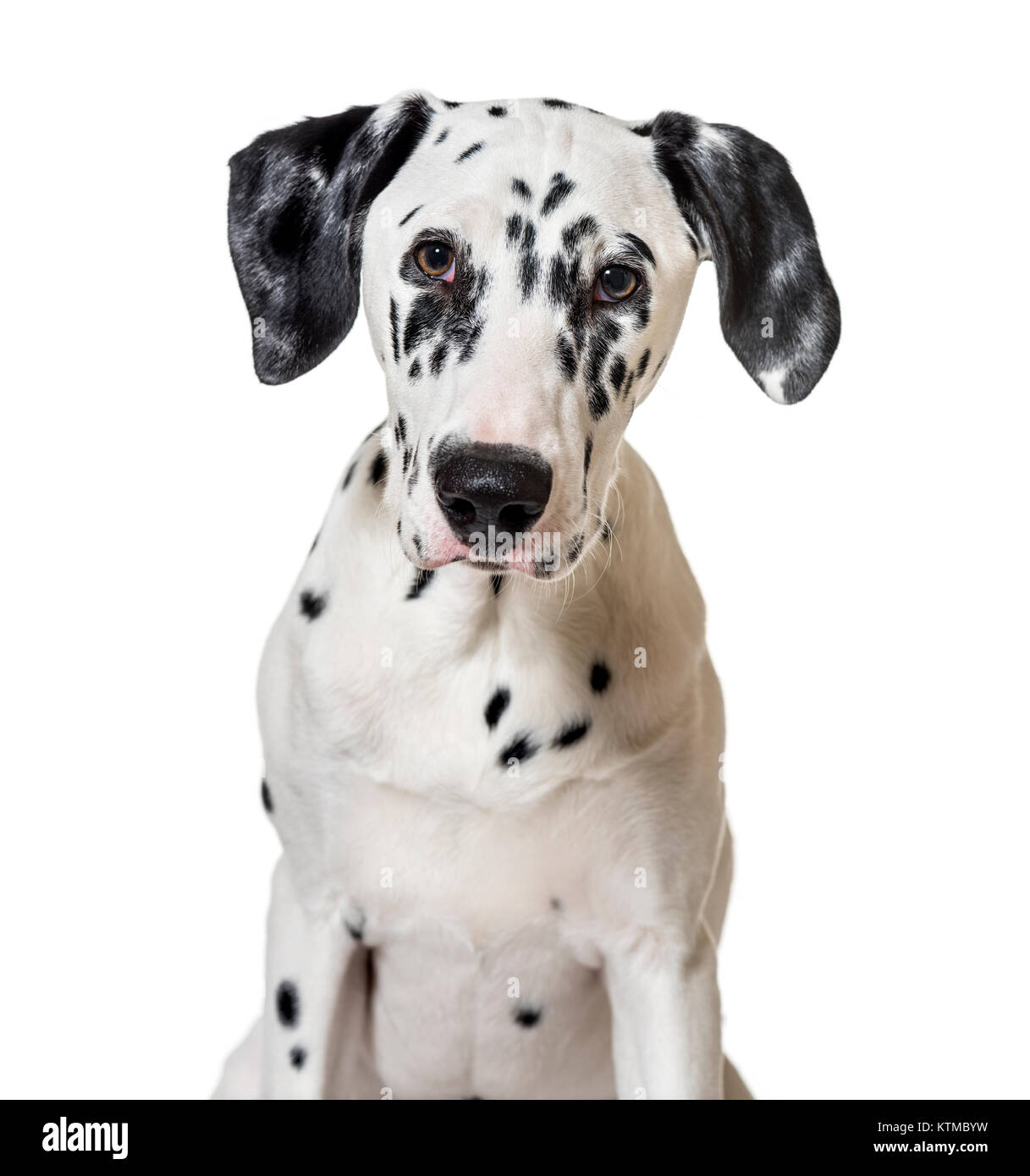 Acostado Bien educado Mayordomo Retrato de un cachorro de perro dálmata (5 meses Fotografía de stock - Alamy