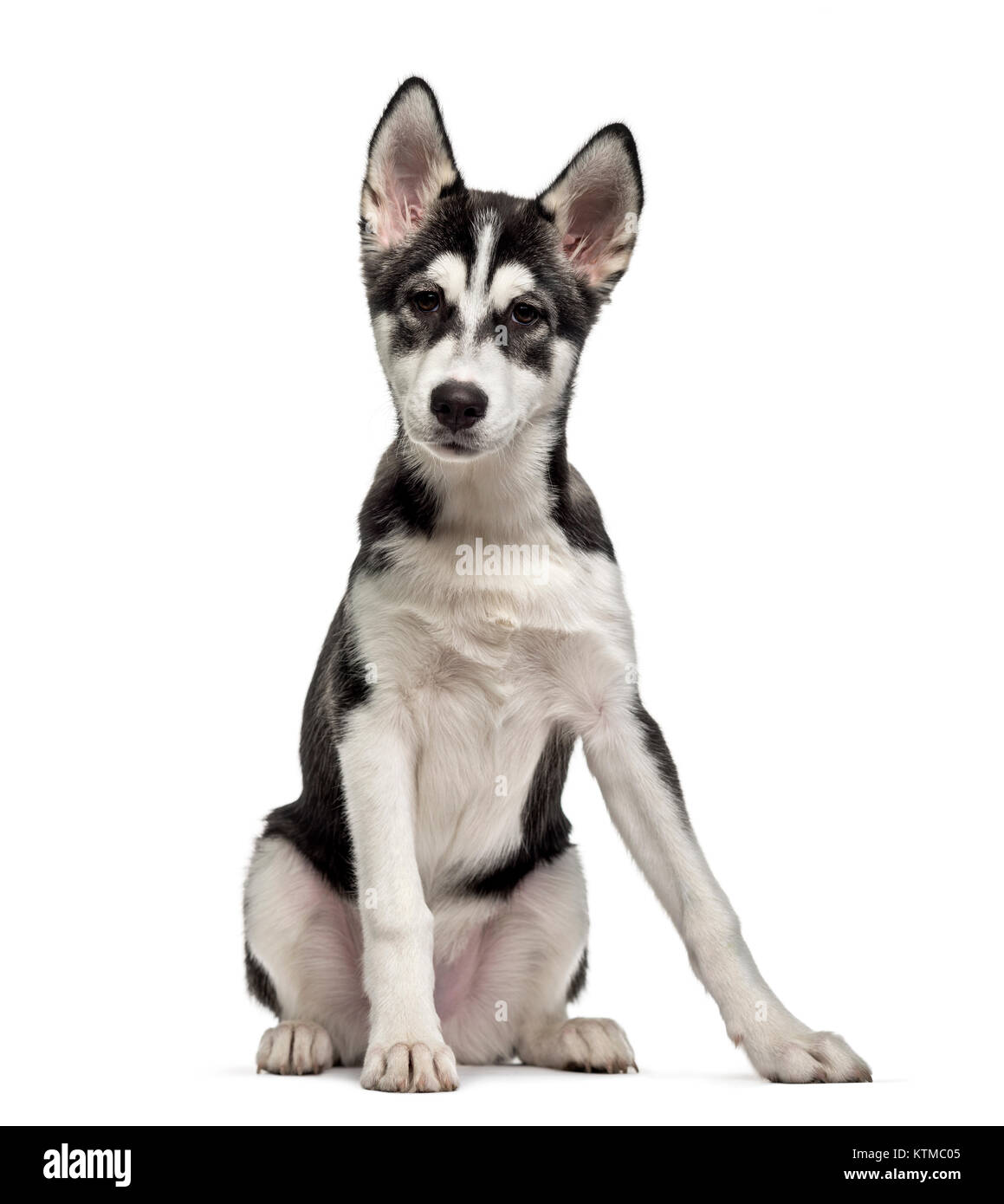 Husky Siberiano cachorro (5 meses), aislado en blanco Fotografía de stock -  Alamy