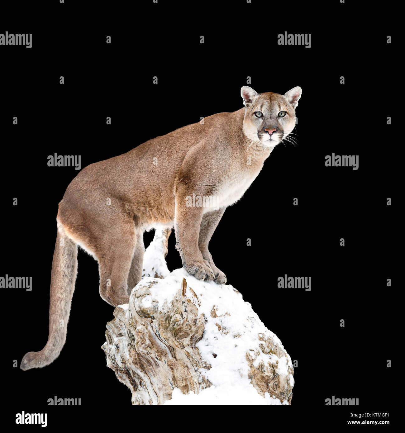 Puma, cougar aislado fondo negro Fotografía de - Alamy