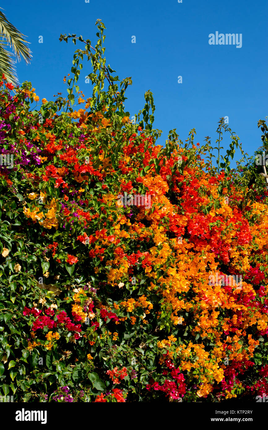 Flores de buganvillas de varios colores fotografías e imágenes de alta  resolución - Alamy