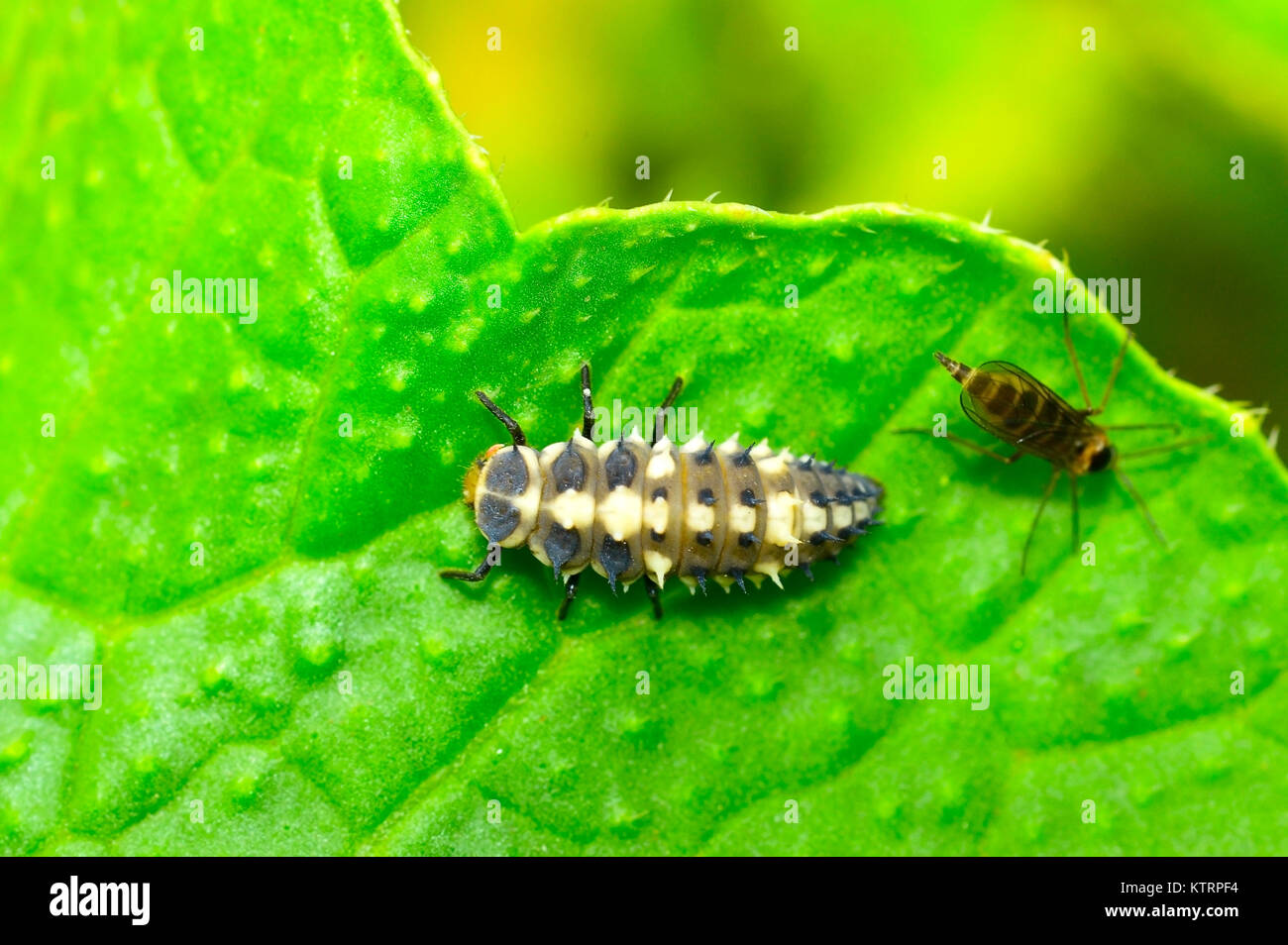 Larva de escarabajo de dama asiática multicolor en una hoja verde cerca de Pune, Maharashtra. Harmonia axiridis Foto de stock
