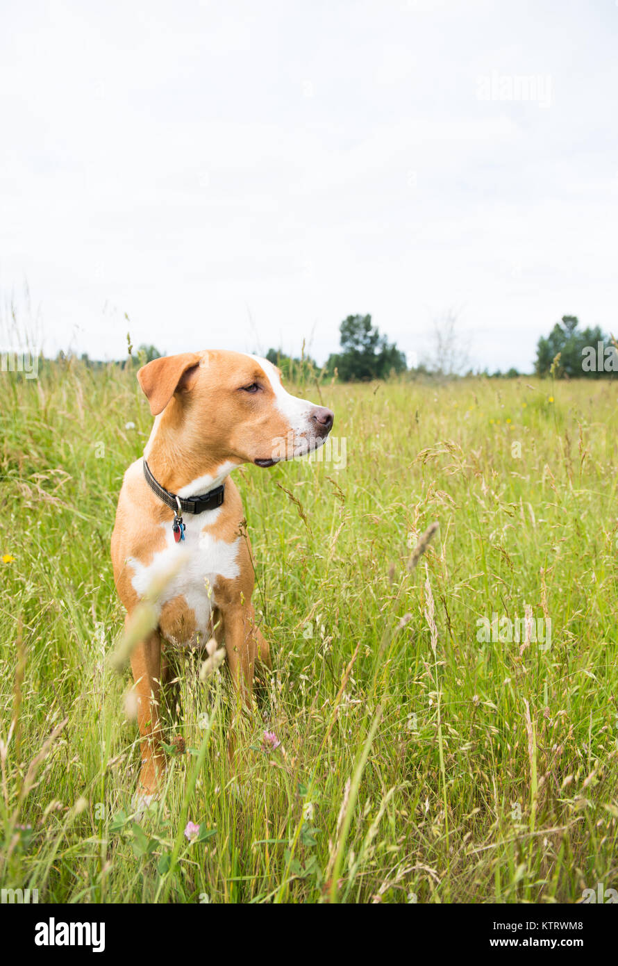 Perro joven disfrutando de marcha libre en campos Foto de stock