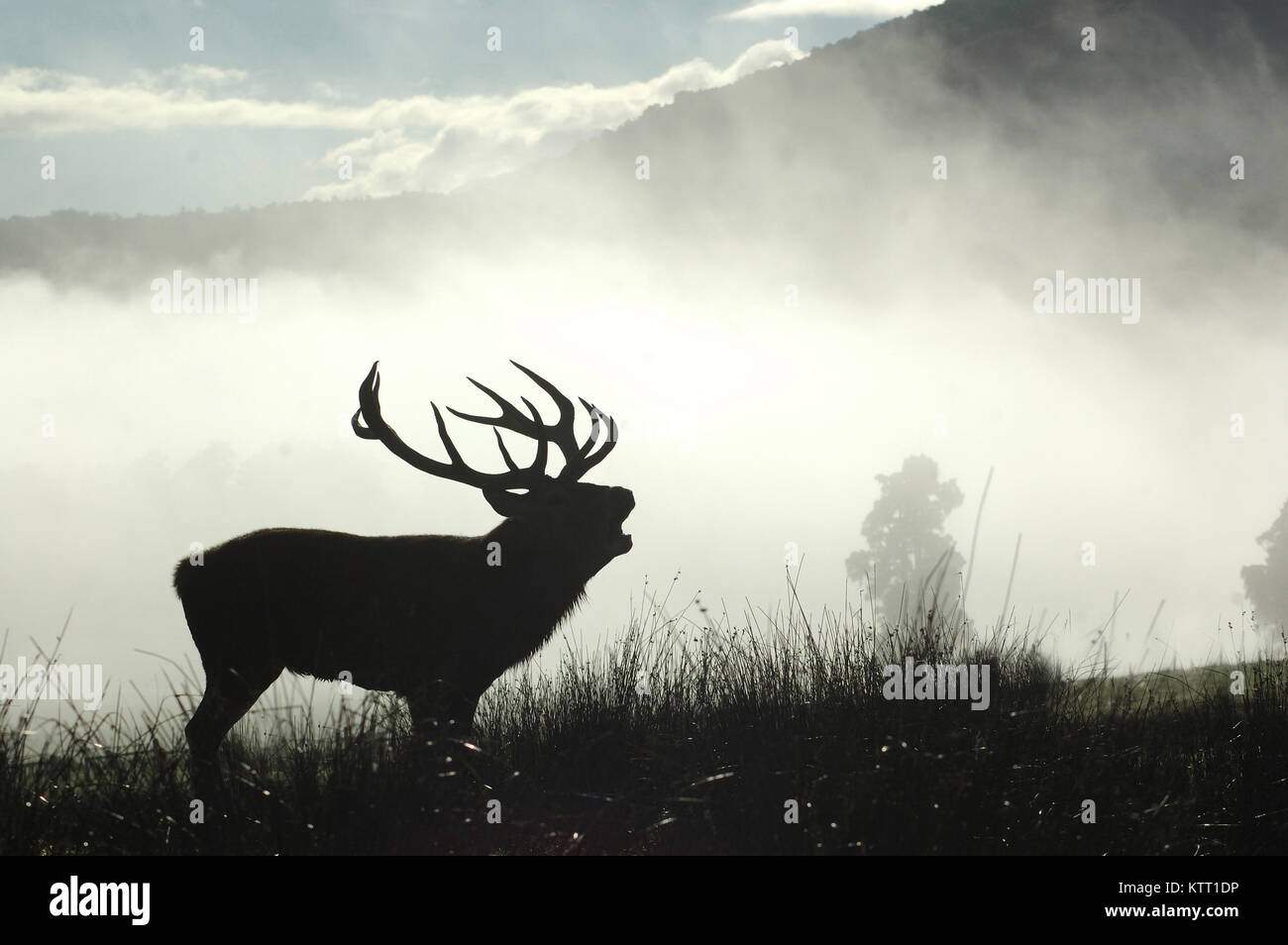 Punto 13 ciervo ciervo rugiendo en la niebla de la mañana, Costa oeste, Isla del Sur, Nueva Zelanda Foto de stock