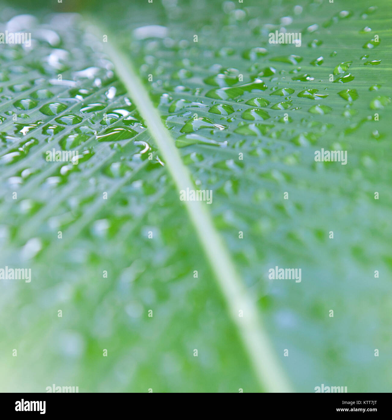 Hoja verde con gotas de agua de lluvia con poca profundidad de campo. Foto de stock