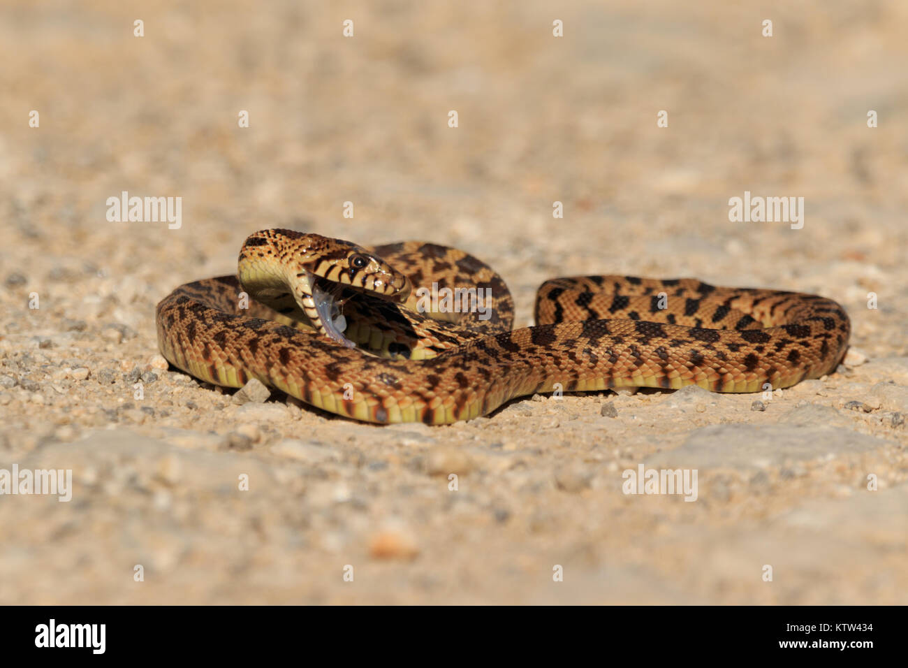 Bull Snake absorben el calor del sol en llanuras de sal National Wildlife preserve Foto de stock