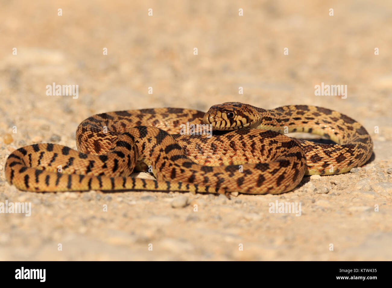 Bull Snake absorben el calor del sol en llanuras de sal National Wildlife preserve Foto de stock