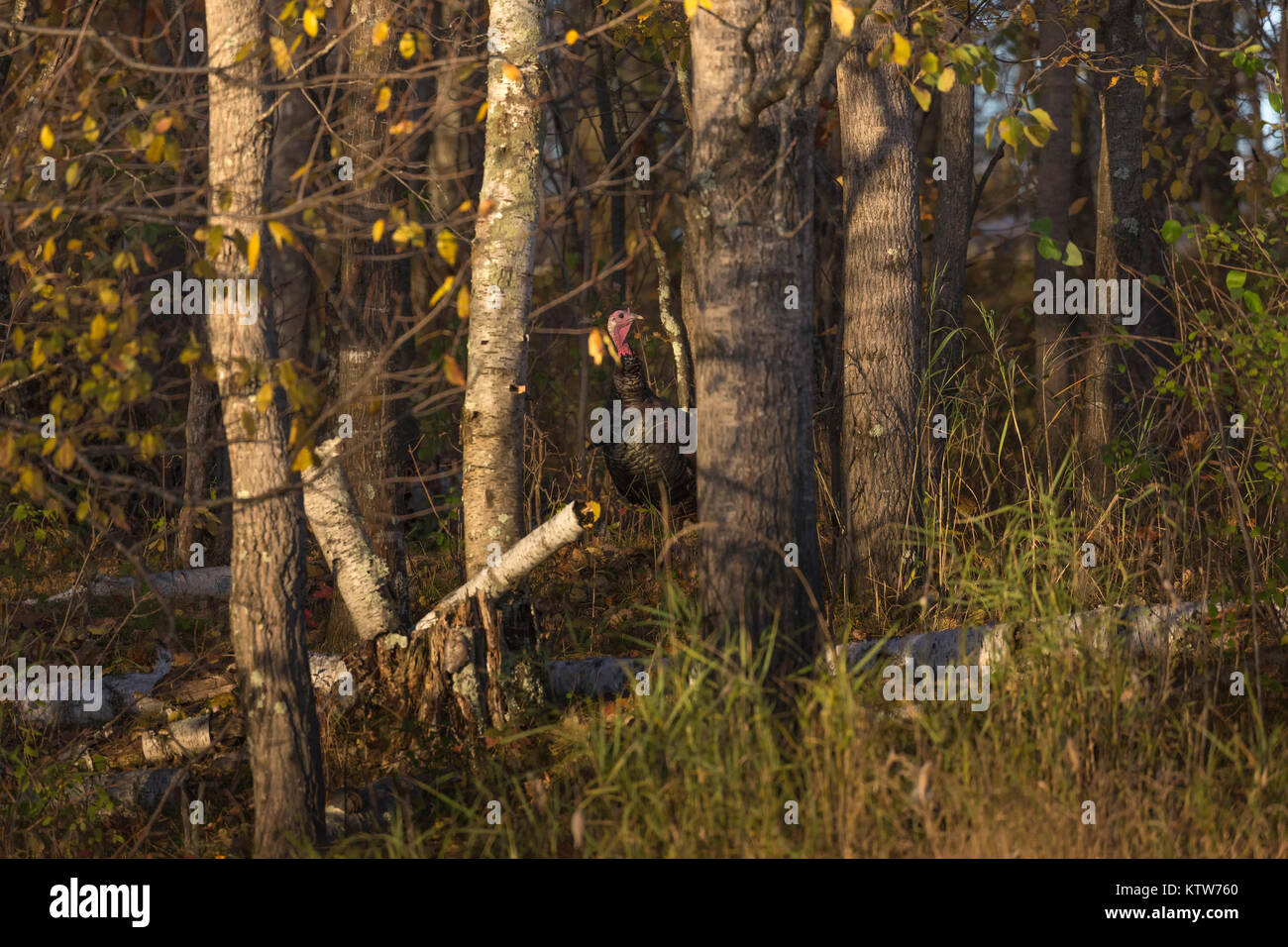 Este pavo salvaje escondido en los bosques de otoño. Foto de stock