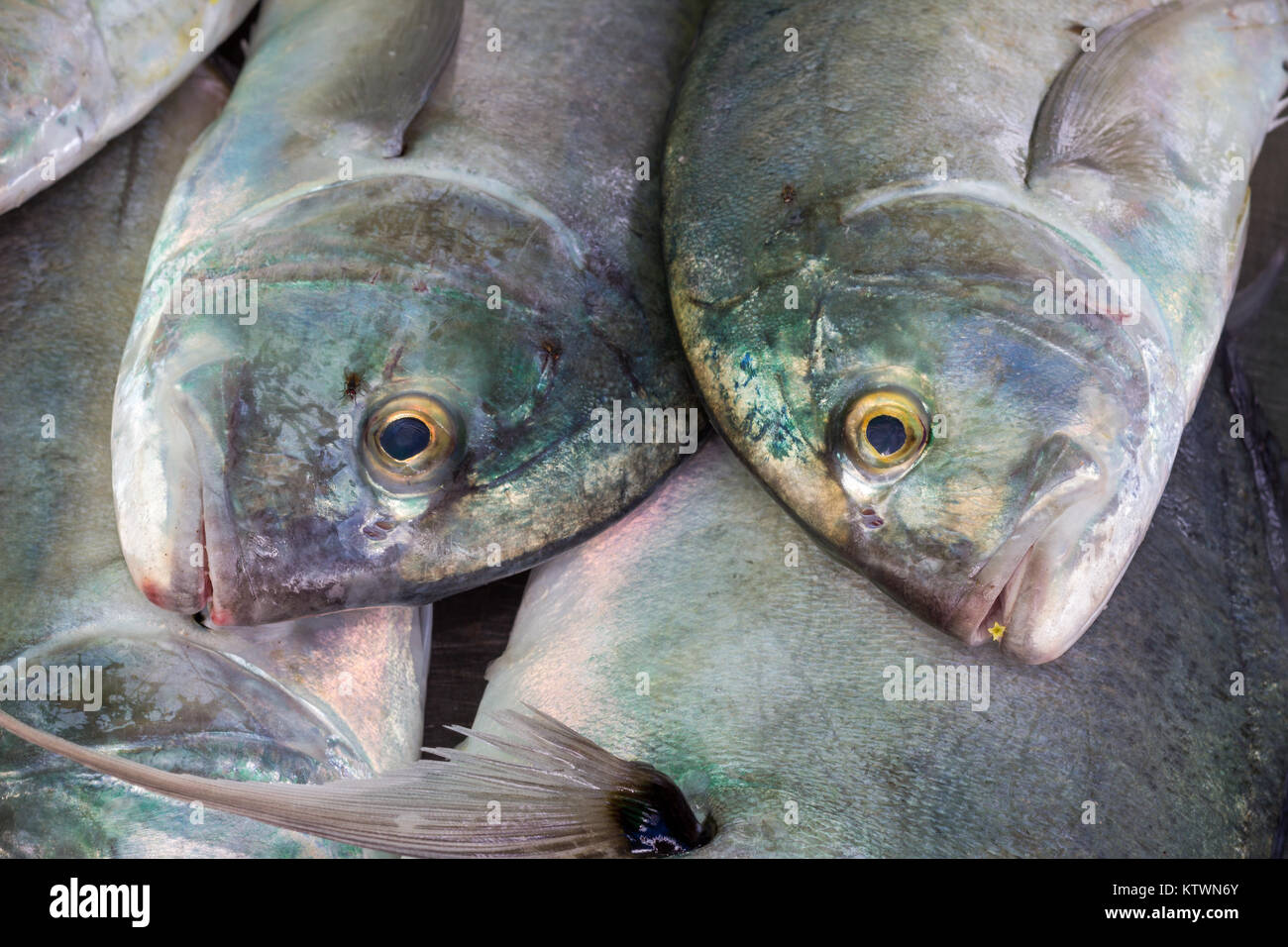 Ojo grande Trevally pescado en hielo, mercado de pescado, Rawai, Phuket, Tailandia Caranx sexfasciatus Foto de stock