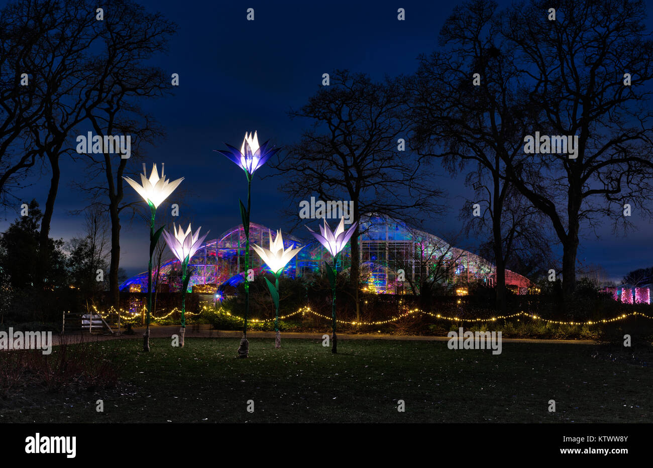 Las luces de Navidad en y fuera del invernadero. RHS Wisley gardens, Surrey, Inglaterra. Navidad 2017 Festival de resplandor Foto de stock