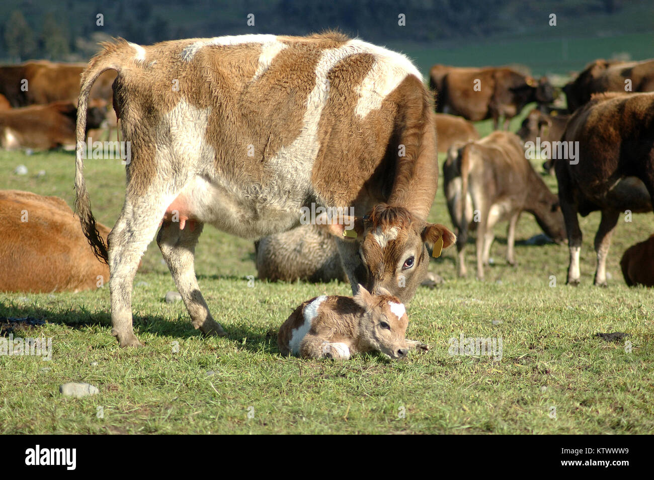 Madre Jersey vaca con ternero recién nacido, Costa oeste, Nueva Zelanda Foto de stock