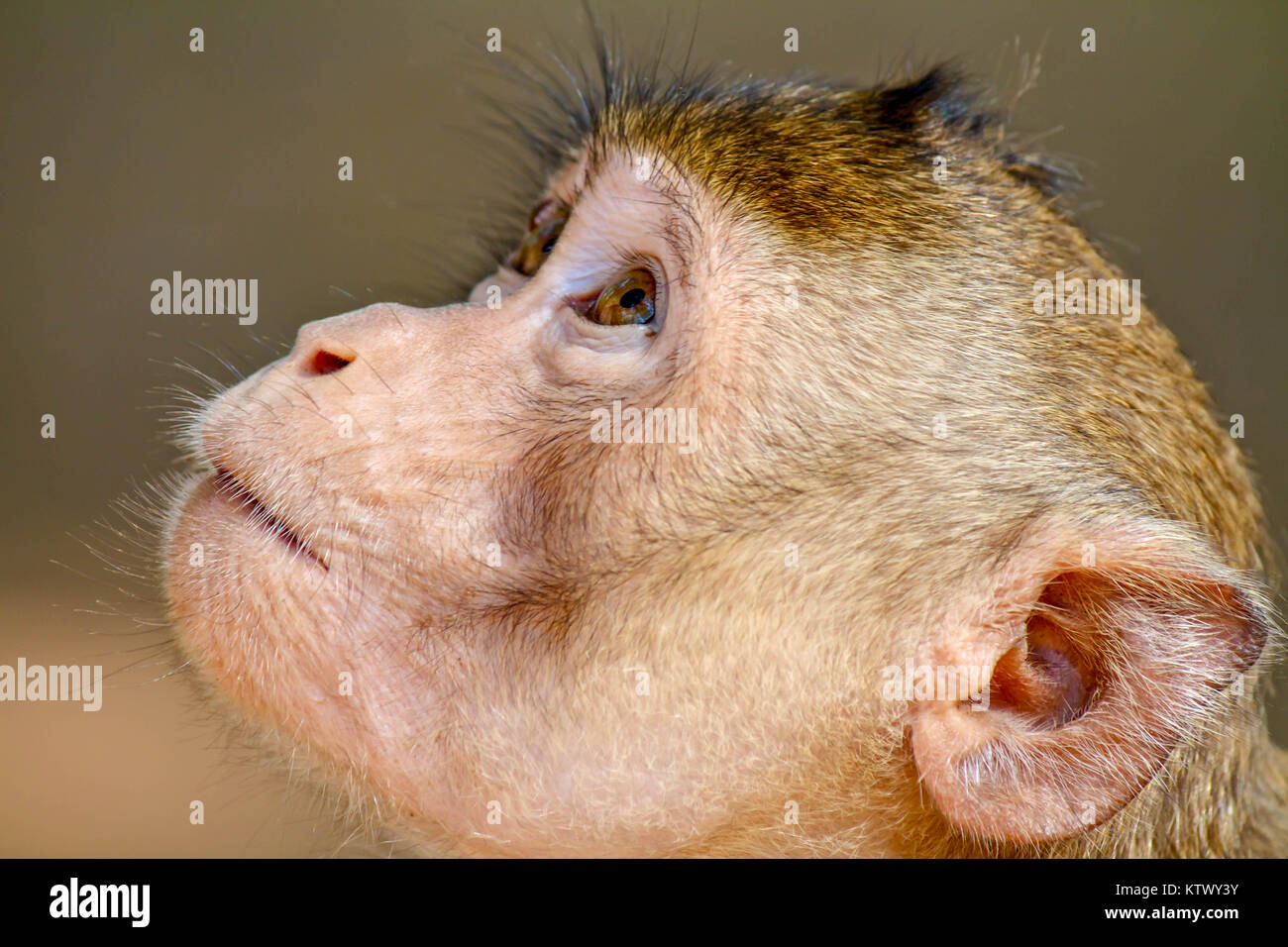 Solo mono joven mirando al cielo en un parque, esperando algo Fotografía de  stock - Alamy