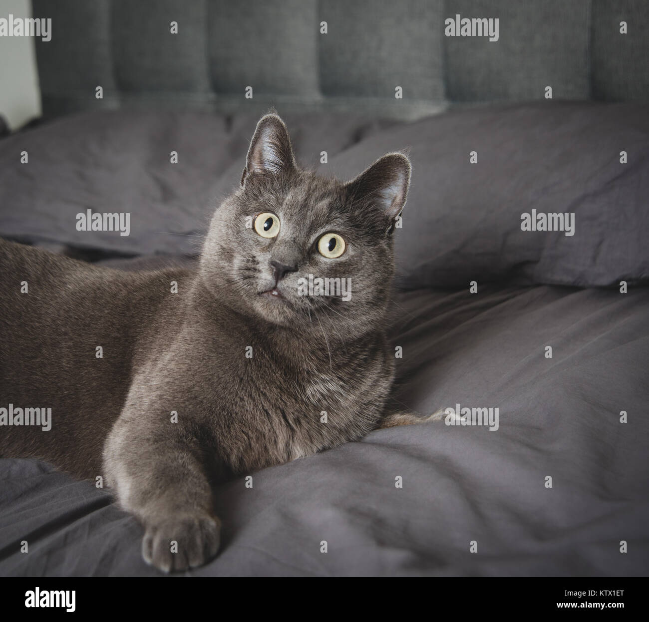 Cama pelo online gato