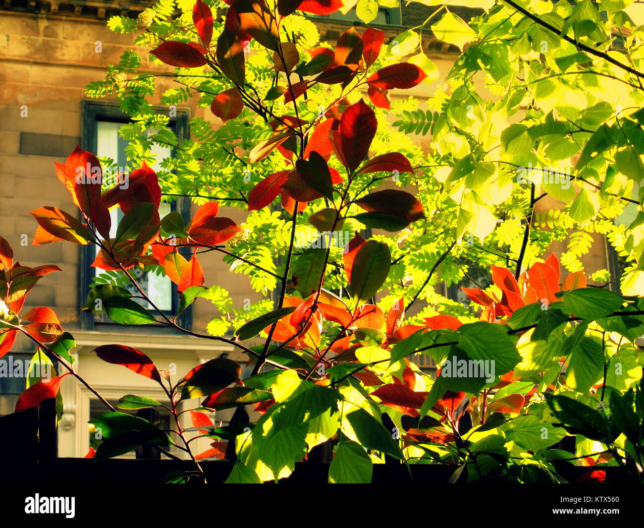 Sunny brillantes tonos árboles de jardín luz a través de las hojas de estilo Eduardiano victoriana estilo inglés villas adosadas suburbia concepto de ensalada de verano días Foto de stock