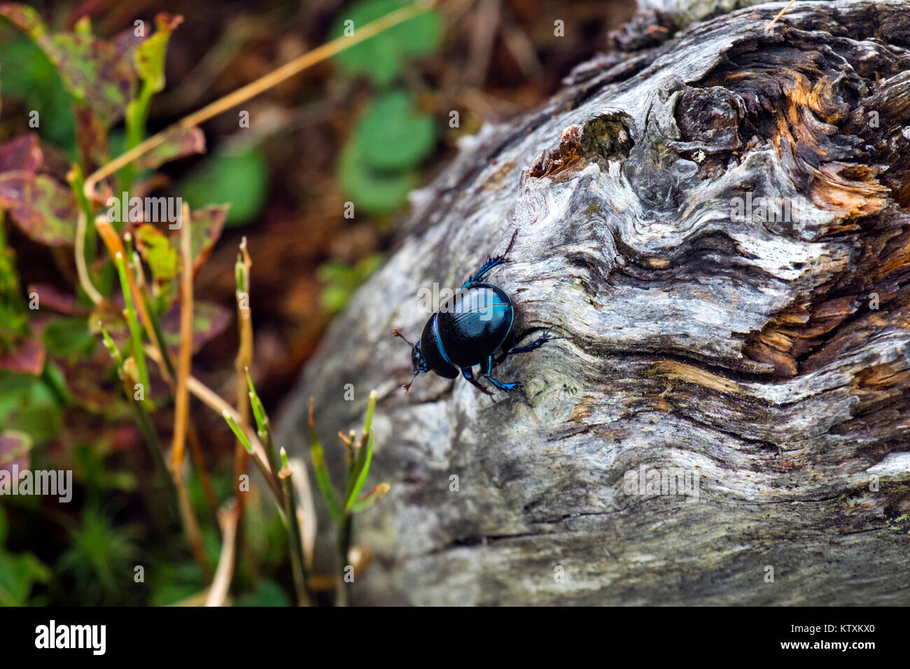 Escarabajo dor se arrastran sobre un tronco de un árbol seco (Anoplotrupes stercorosus) Foto de stock