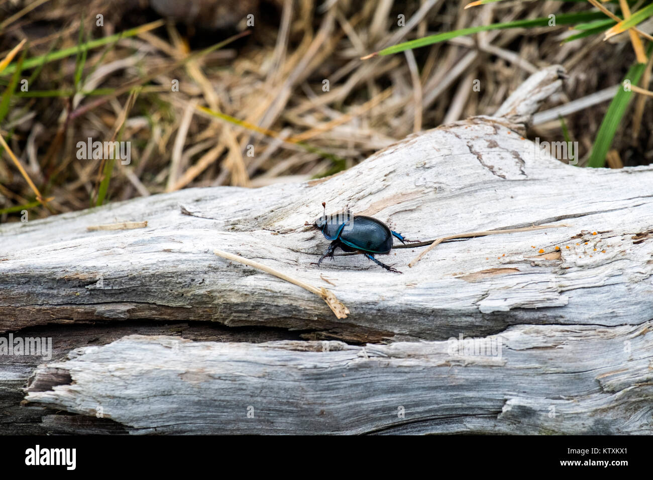 Escarabajo dor se arrastran sobre un tronco de un árbol seco (Anoplotrupes stercorosus) Foto de stock