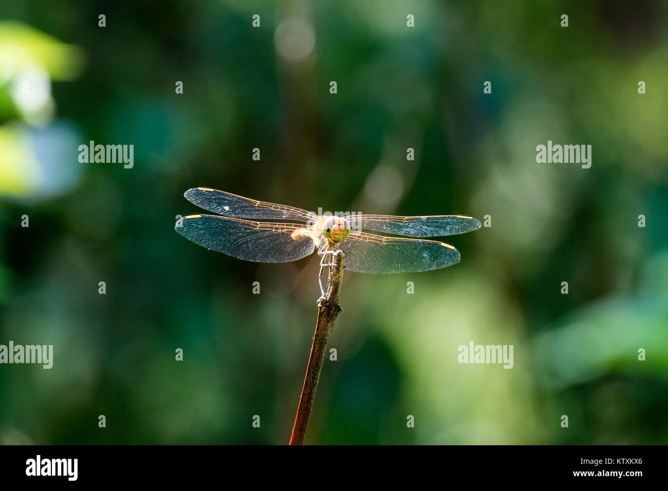 La libélula hembra leonada ruddy darter descansa sobre una rama (Sympetrum sanguineum) Foto de stock