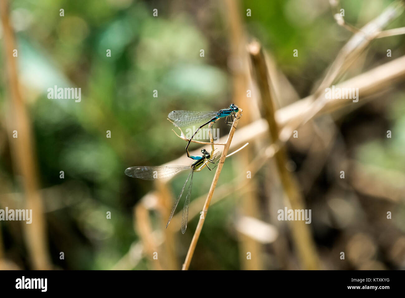 Dos de las libélulas damselfly variable en el proceso de emparejamiento (Coenagrion pulchellum) Foto de stock